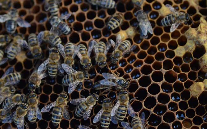 一框蜂怎样繁殖快？管理是关键，管理好了一框蜂也能快速繁殖！