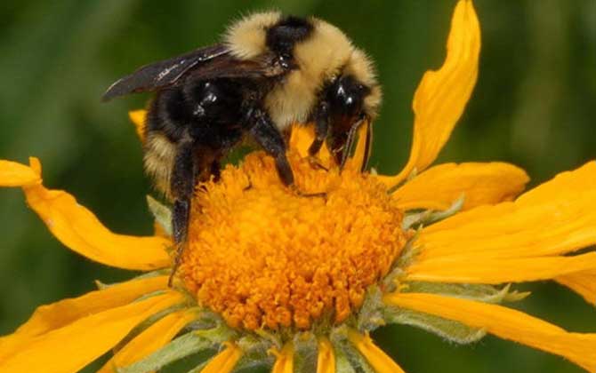 比虎头蜂还大的黑蜂是什么蜂？有可能是熊蜂，也有可能是木蜂！