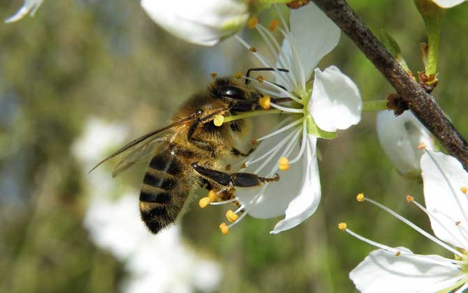 非洲蜜蜂