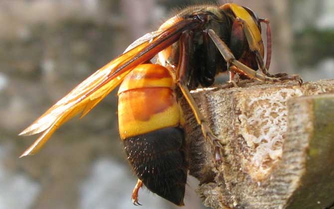 黑尾胡蜂