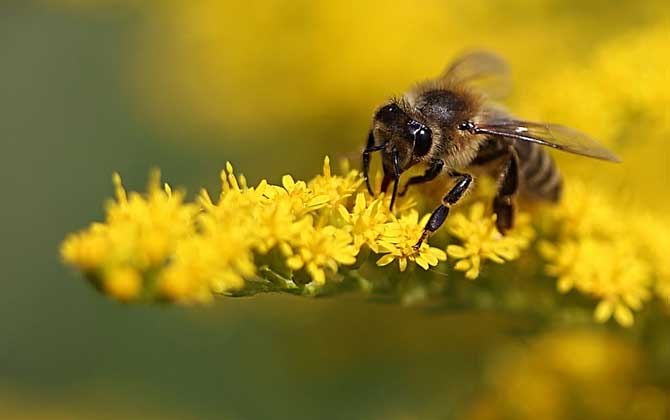 蜜蜂蛰了第二天越来越肿胀怎么办？