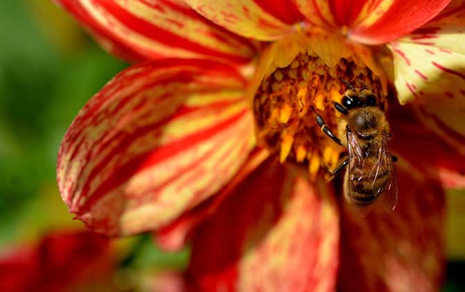 蜜蜂在风水学上的说法是什么？