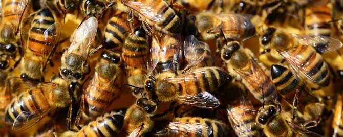 蜜蜂秋繁是什么意思？