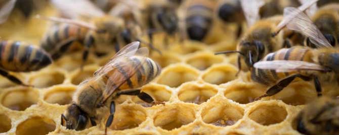 广东蜜蜂秋繁什么时候开始？