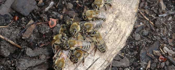 湖南蜜蜂秋繁什么时候开始？