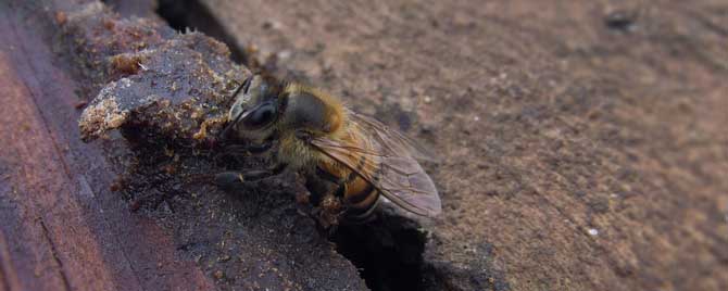 江西蜜蜂秋繁什么时候开始？
