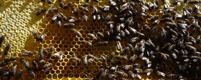 蜜蜂秋繁21天能安全越冬吗？