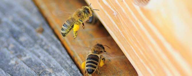 蜜蜂秋繁几脾开繁最合适？