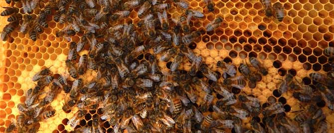 蜜蜂秋繁奖励饲喂多长时间？