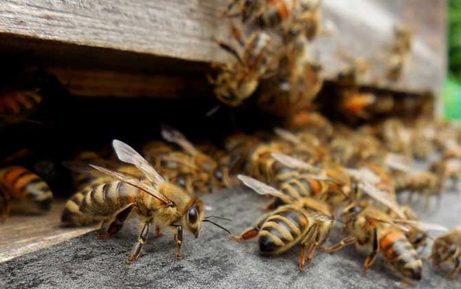 蜜蜂怎么秋繁更快？