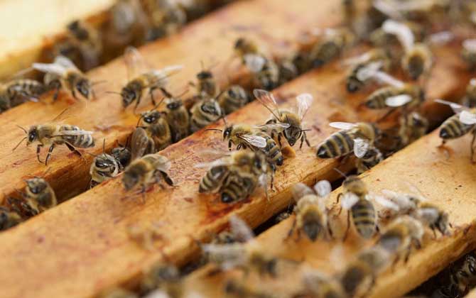 什么时候蜜蜂秋繁最好？