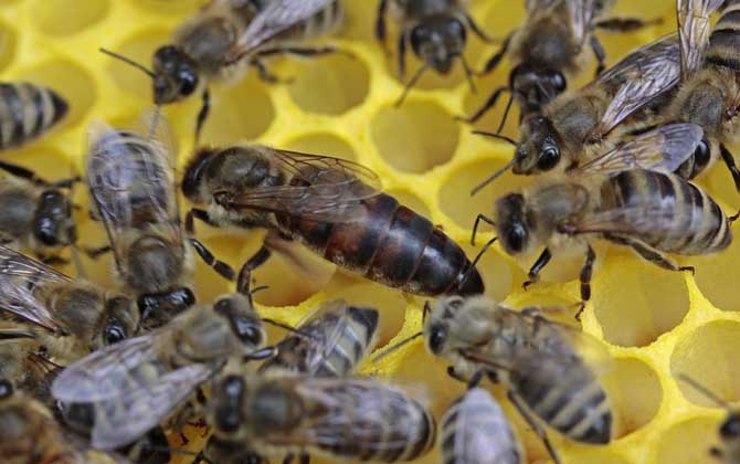 网上买的蜂王怎么介入蜂群？