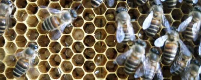 中蜂怎样秋繁快速繁蜂？