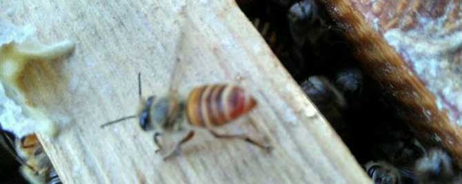 冬天蜜蜂不缺蜜为什么整箱死？