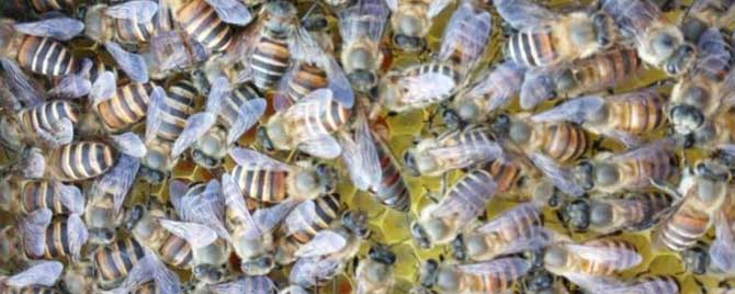 冬天中蜂为什么很多死在蜂箱里？