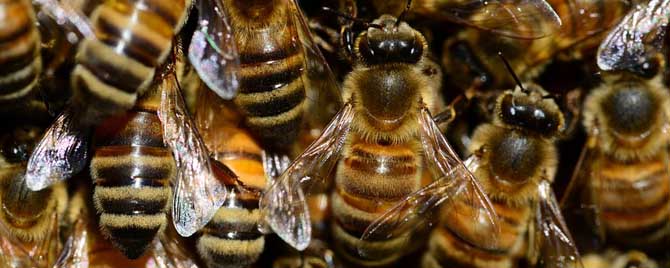 怎么防止蜜蜂冬天出来冻死？