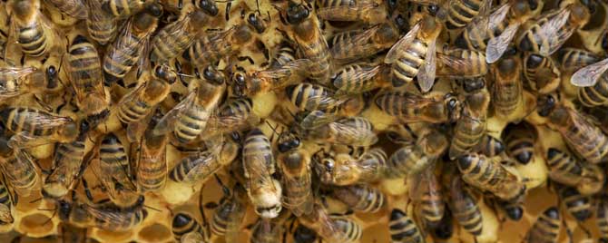蜜蜂过冬的方式是什么？