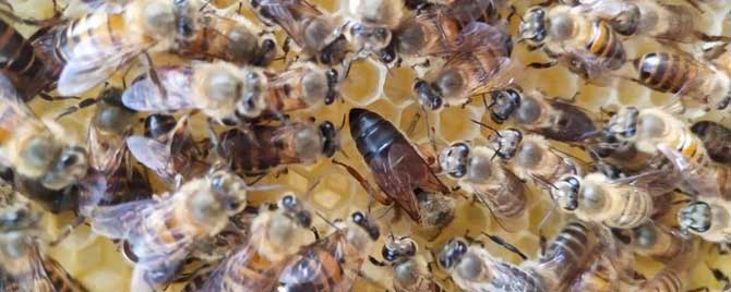 中蜂怎么安全越过寒冬？