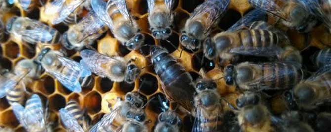 中蜂冬天可以搬动吗？