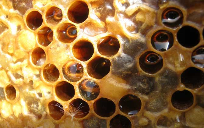 长期吃蜂巢的危害有哪些？容易发生过敏，还容易引起消化不良！
