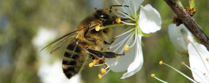 蜂毒的美容作用与功效有哪些？