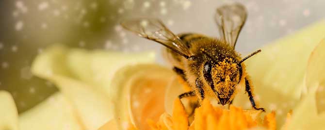 蜂毒进入人体的影响有哪些？