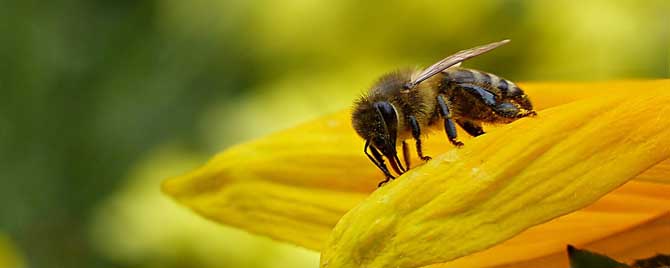 蜂毒疗法是骗局吗？