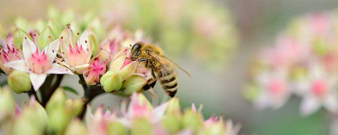 蜂毒属于什么毒素？