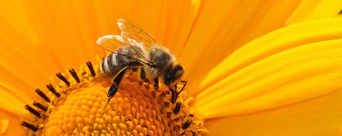 蜂疗对身体有没有害处？