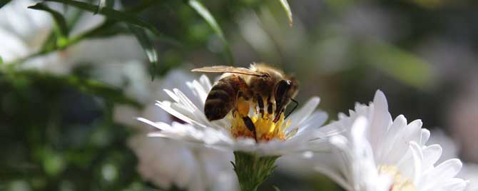 蜂疗的害处和副作用有哪些？