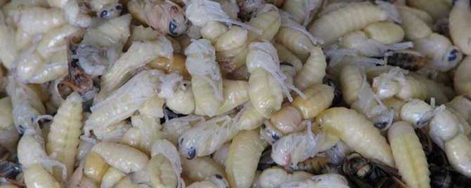 蜂蛹的吃法有哪些？