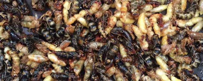 女人吃蜂蛹的功效与作用有哪些？