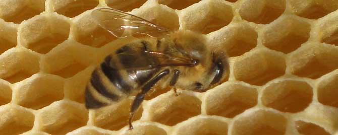 养蜂四季口诀是什么？