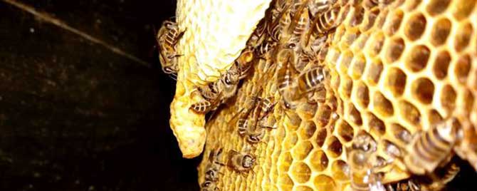 维持大群的中蜂品种有哪些？