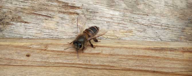 个头最大的中蜂品种是什么？