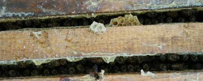 养中蜂最先进的蜂箱是什么？