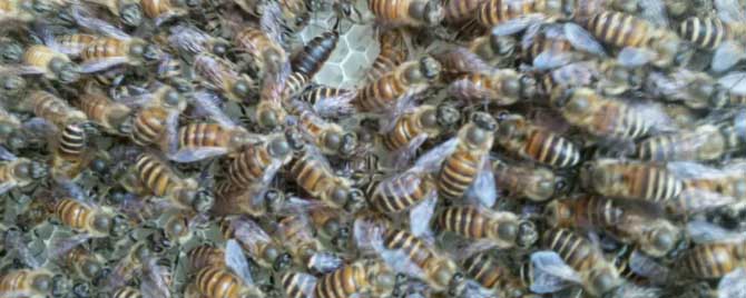 中蜂和意蜂的蜜哪个好？
