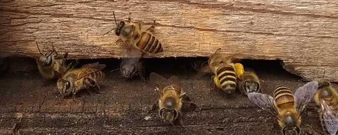 中蜂怎样养殖才发展快？