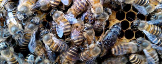 中蜂越冬需要多少饲料？