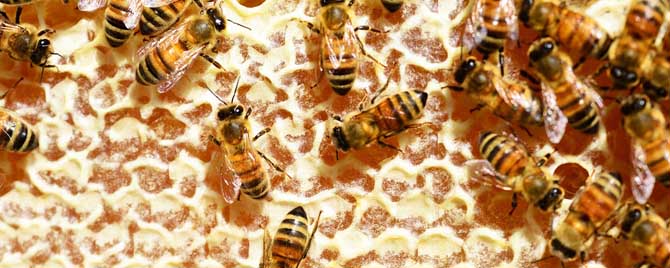 意蜂蜜价格多少钱一斤？