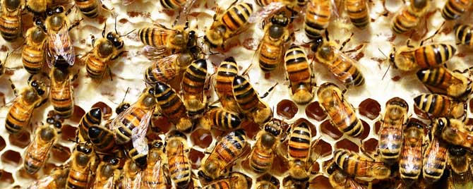 1斤意蜂有多少只蜂？