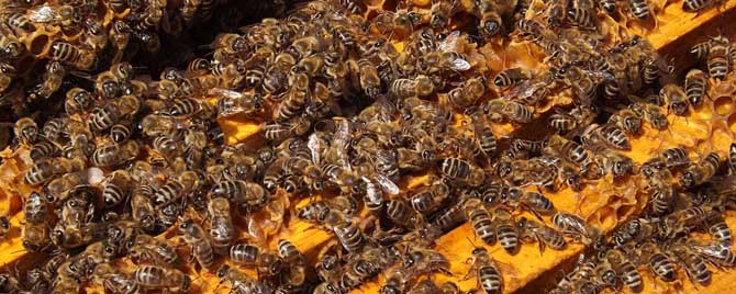 意蜂秋季养殖技术要点有哪些？
