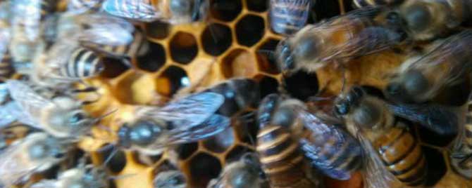 中蜂和意蜂怎么分辨？