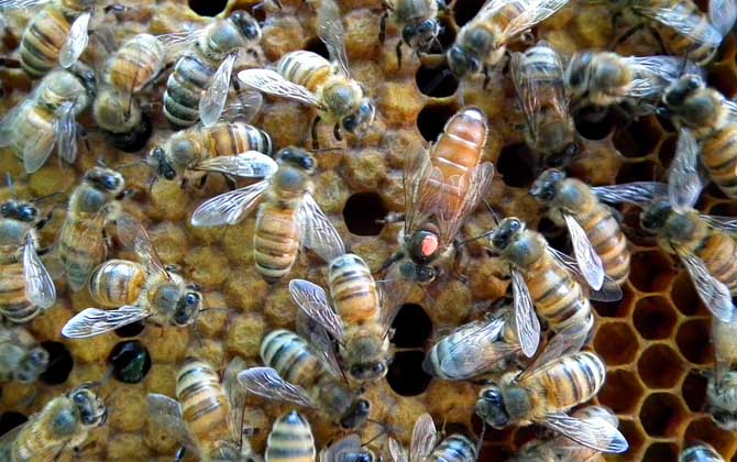 意蜂养殖技术要点及注意事项