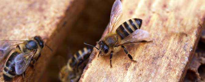 养蜜蜂专用工具有哪些？