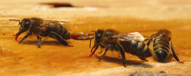 新手养蜂入门要掌握哪些知识？