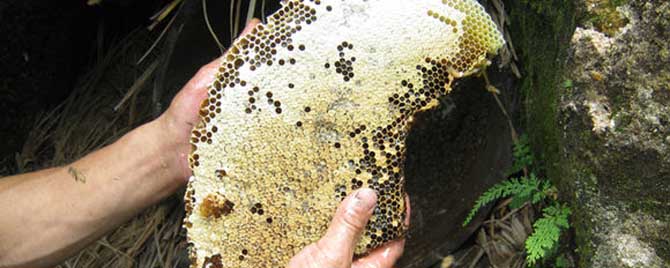 正宗土蜂蜜的鉴别方法有哪些？