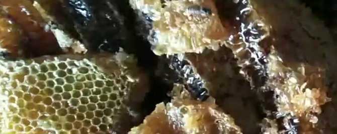 纯正土蜂蜜的价格多少钱？