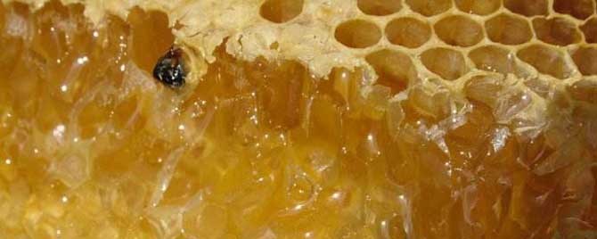 蜂巢蜜的吃法禁忌有哪些？