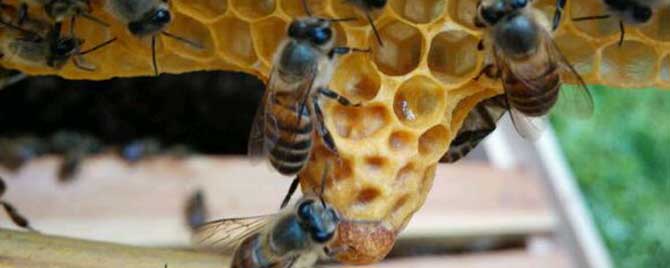 蜜蜂起王台不想分蜂怎么办？